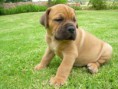 /products/boerboel/