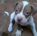 /products/american-pit-bull-terrier/