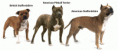 /album/galeria-de-fotos-pagina-inicial/british-american-staffordshire-pitbull-terrier-gif/