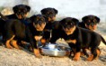 /album/galeria-de-fotos-pagina-inicial/rottweiler-group-jpg1/
